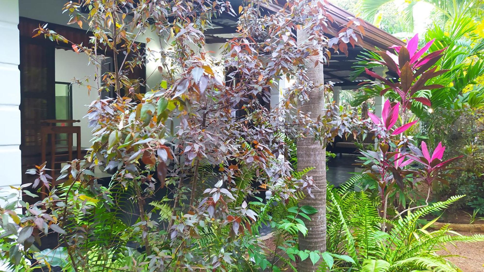 Yashi'S Place Sigiriya Exteriör bild